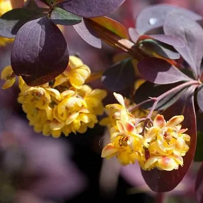 Барбарис  Барбарис в Красноярске