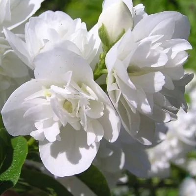 Жасмин ЖИРАНДОЛЬ  Жасмин ЖИРАНДОЛЬ в Красноярске