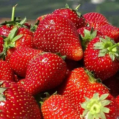 Клубника ПИРЧИНКЬЮ  Клубника ПИРЧИНКЬЮ в Красноярске