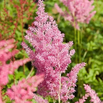 Астильба РЕЙНЛЕНД японская  Астильба РЕЙНЛЕНД японская в Красноярске