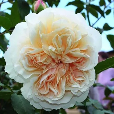 Саженцы роз ЛИЧФИЛД ЭНДЖЕЛ английская  Саженцы роз ЛИЧФИЛД ЭНДЖЕЛ английская в Красноярске