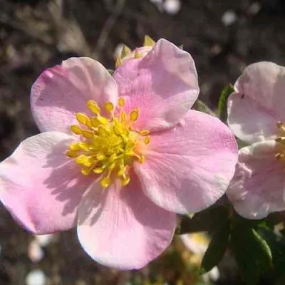 Лапчатка ПИНК КВИН кустарниковая  Лапчатка ПИНК КВИН кустарниковая в Красноярске