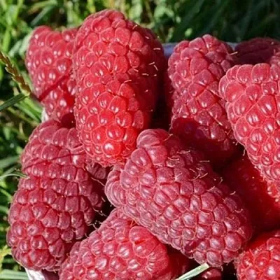 Малина САМОСВАЛ  Малина САМОСВАЛ в Красноярске