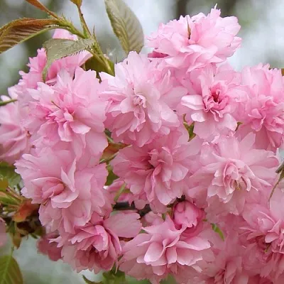 Сакура РОЗЕА ПЛЕНА  Сакура РОЗЕА ПЛЕНА в Красноярске