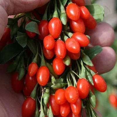 Годжи КОРЕАН БИГ  Годжи КОРЕАН БИГ в Красноярске