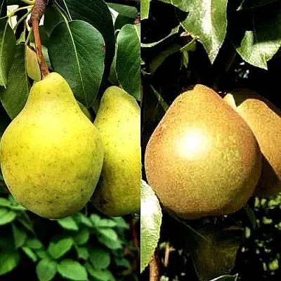 Комплект ДУЭТ в Красноярске