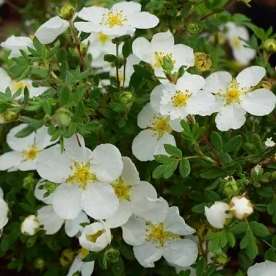 Лапчатка АББОТСВУД кустарниковая  Лапчатка АББОТСВУД кустарниковая в Красноярске