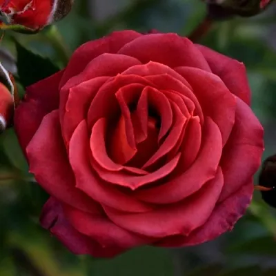 Саженцы роз ЧОКОЧИНО спрей  Саженцы роз ЧОКОЧИНО спрей в Красноярске