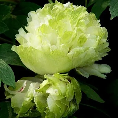 Пион ЗЕЛЕНЫЙ ШАР древовидный в Красноярске