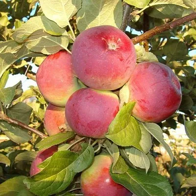 Яблоня ОРЛИК  Яблоня ОРЛИК в Красноярске