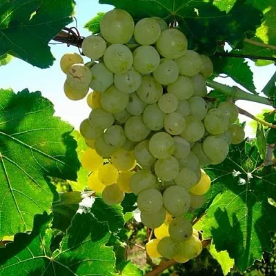 Виноград КИШМИШ МУСКАТНЫЙ в Красноярске