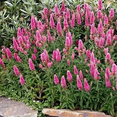 Вероника РОЗЕА колосковая  Вероника РОЗЕА колосковая в Красноярске