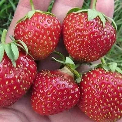 Клубника ВИМА ЗАНТА  Клубника ВИМА ЗАНТА в Красноярске