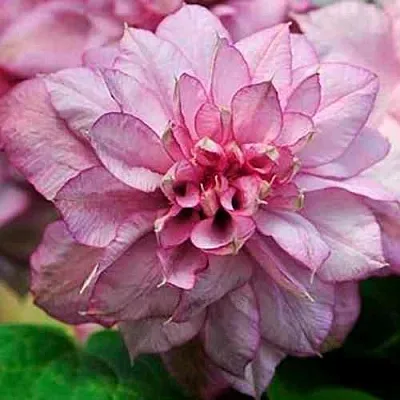 Клематис ИННОСЕНТ ГЛАНС  Клематис ИННОСЕНТ ГЛАНС в Красноярске