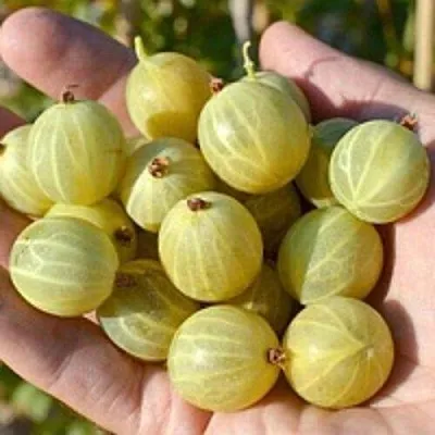 Крыжовник БЕРИЛЛ  Крыжовник БЕРИЛЛ в Красноярске