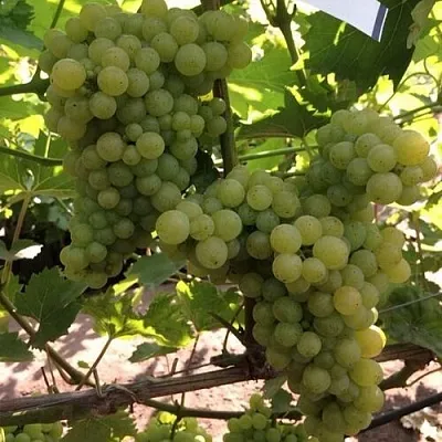 Виноград КИШМИШ 311  Виноград КИШМИШ 311 в Красноярске