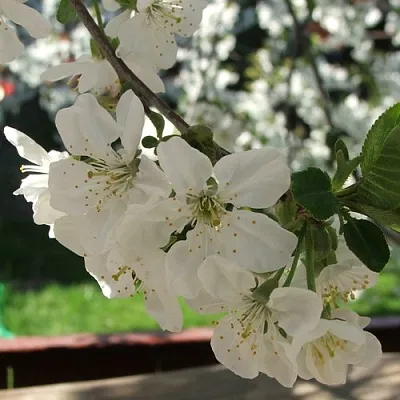 Вишня УМБРАКУЛИФЕРА  Вишня УМБРАКУЛИФЕРА в Красноярске