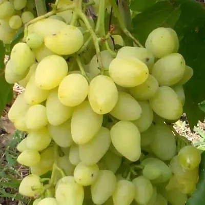 Виноград ЗАРНИЦА в Красноярске
