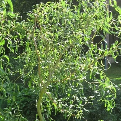 Ива МАТСУДАНА  Ива МАТСУДАНА в Красноярске