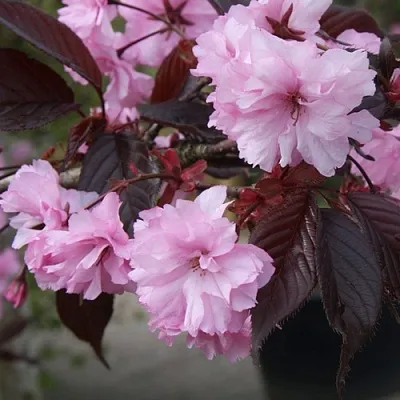 Сакура РОЯЛ БУРГУНДИ  Сакура РОЯЛ БУРГУНДИ в Красноярске