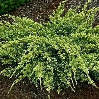 Можжевельник ДРИМ ДЖОЙ чешуйчатый  Можжевельник ДРИМ ДЖОЙ чешуйчатый в Красноярске