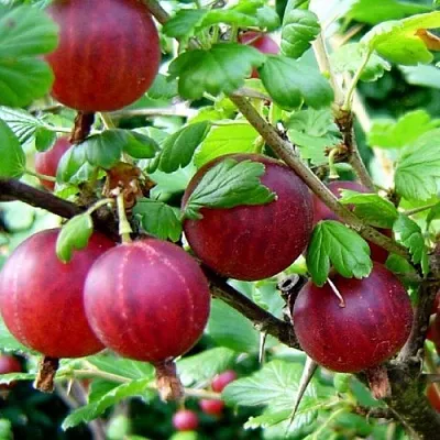 Крыжовник КОНСУЛ  Крыжовник КОНСУЛ в Красноярске