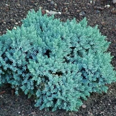 Можжевельник БЛЮ СТАР чешуйчатый  Можжевельник БЛЮ СТАР чешуйчатый в Красноярске