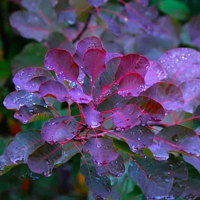 Скумпия ГРЕЙС  Скумпия ГРЕЙС в Красноярске