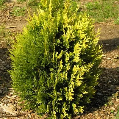 Туя КОППЕР ГОЛД западная  Туя КОППЕР ГОЛД западная в Красноярске