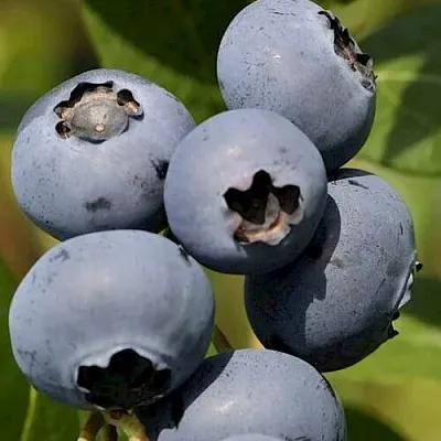 Голубика ЧАНДЛЕР  Голубика ЧАНДЛЕР в Красноярске