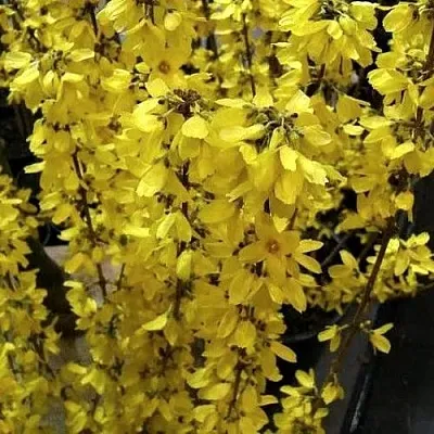 Форзиция ГОЛДРАУШ  Форзиция ГОЛДРАУШ в Красноярске