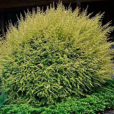 Жимолость  Жимолость в Красноярске