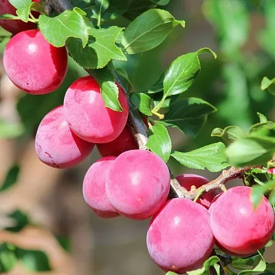 Алыча  Алыча в Красноярске