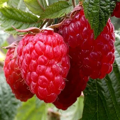 Малина КВЕЛЛИ  Малина КВЕЛЛИ в Красноярске