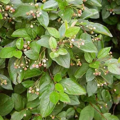 Кизильник блестящий — описание сорта Кизильник блестящий в Красноярске