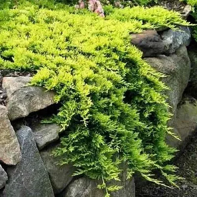 Можжевельник ГОЛДЕН КАРПЕТ горизонтальный  Можжевельник ГОЛДЕН КАРПЕТ горизонтальный в Красноярске