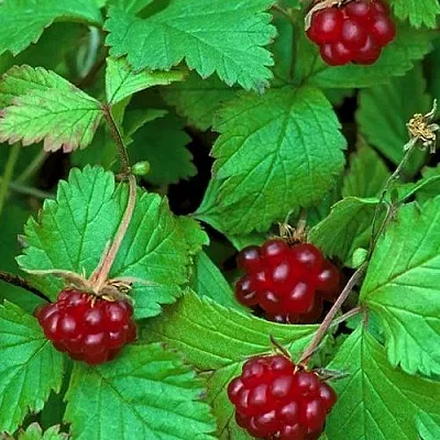 Княженика АУРА  Княженика АУРА в Красноярске