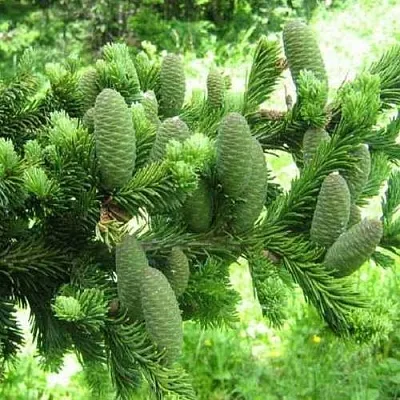 Пихта белая  Пихта белая в Красноярске