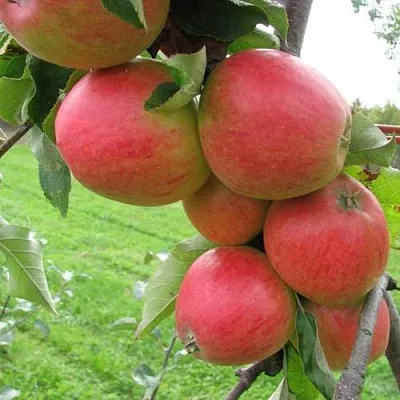 Яблоня ПИККОЛО в Красноярске