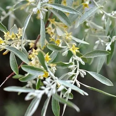 Лох  Лох в Красноярске