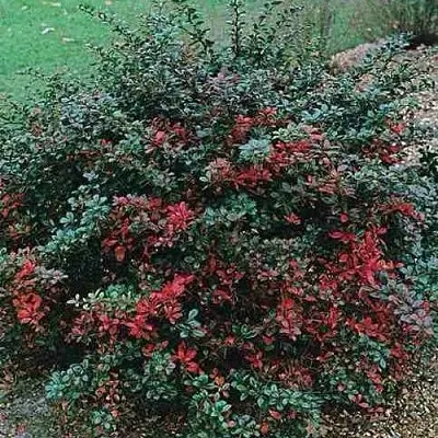 Барбарис РЕД ДЖЕВЕЛ средний   Барбарис РЕД ДЖЕВЕЛ средний  в Красноярске