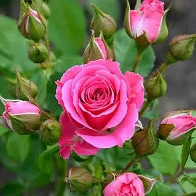 Саженцы роз ЛАВЛИ ЛИДИЯ спрей  Саженцы роз ЛАВЛИ ЛИДИЯ спрей в Красноярске