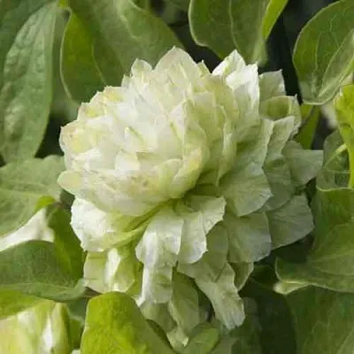 Клематис КОХАНА  Клематис КОХАНА в Красноярске