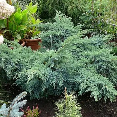 Можжевельник БЛЮ ШВЕД (СВИД) чешуйчатый  Можжевельник БЛЮ ШВЕД (СВИД) чешуйчатый в Красноярске