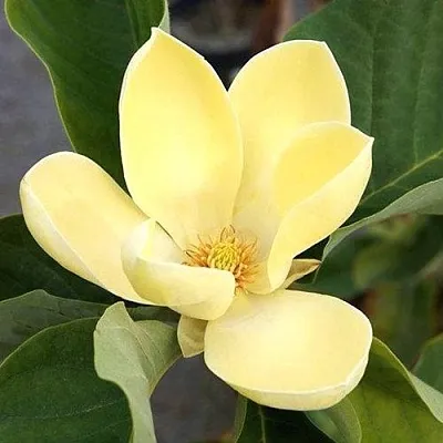 Магнолия ЕЛЛОУ ЛАНТЕРН  Магнолия ЕЛЛОУ ЛАНТЕРН в Красноярске