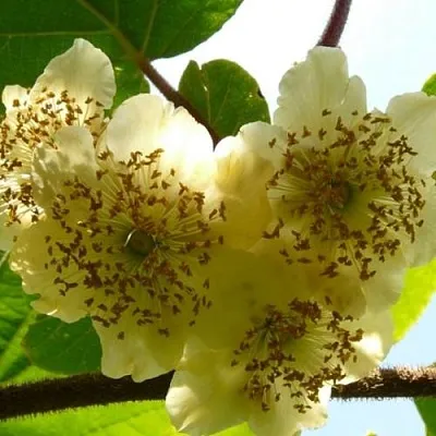 Актинидия АТЛАС (МУЖСКОЙ)  Актинидия АТЛАС (МУЖСКОЙ) в Красноярске