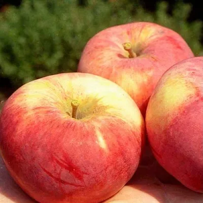 Яблоня ОРЛОВИМ в Красноярске