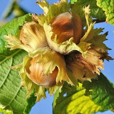 Фундук ТОНДА РОМАНА  Фундук ТОНДА РОМАНА в Красноярске