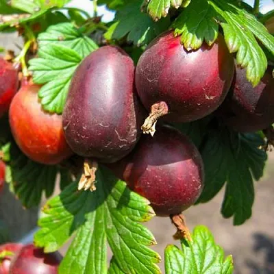 Крыжовник ЧЕРНОСЛИВОВЫЙ  Крыжовник ЧЕРНОСЛИВОВЫЙ в Красноярске