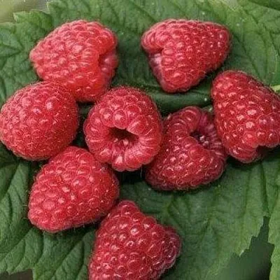 Малина ЗЮГАНА  Малина ЗЮГАНА в Красноярске